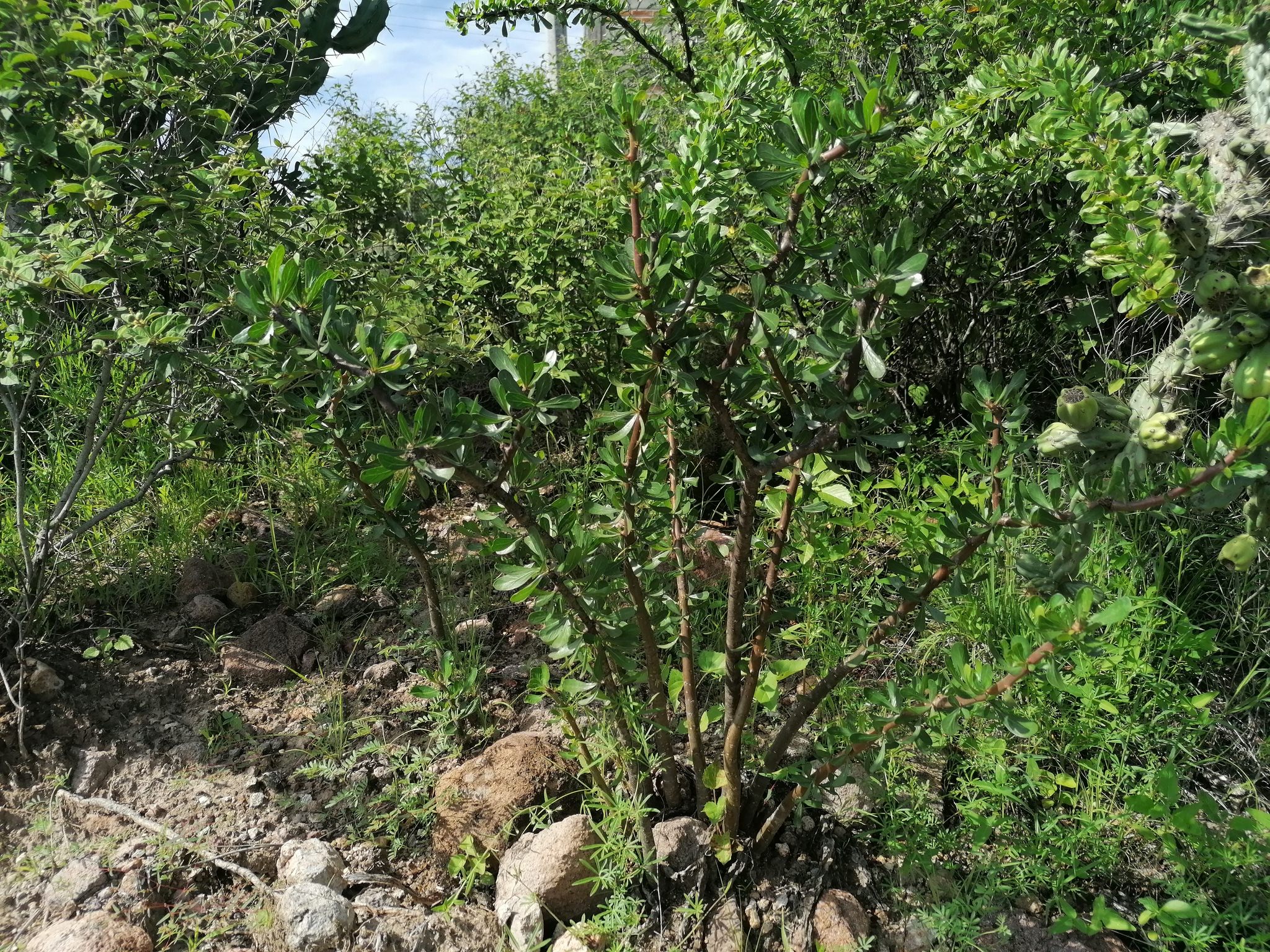 Jatropha dioica 